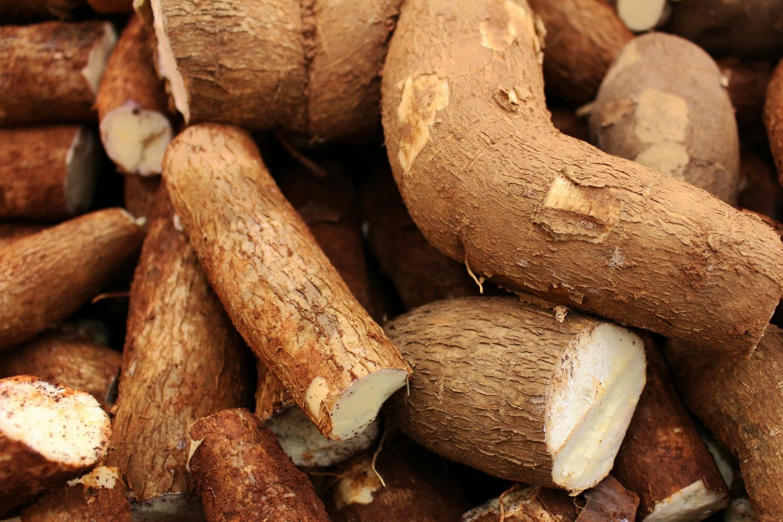 manioc